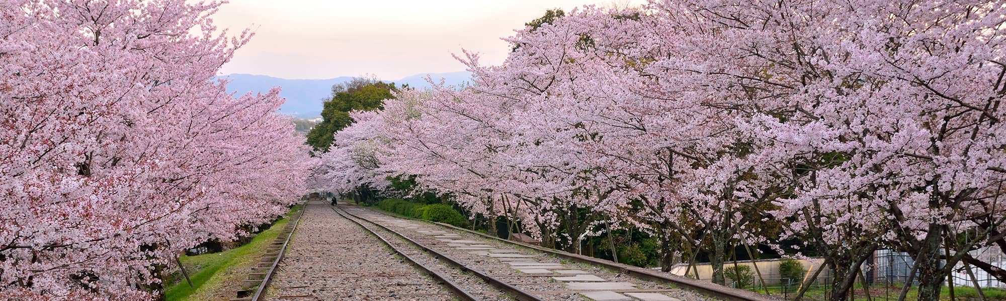 桜咲き誇る春の旅行におすすめの町家